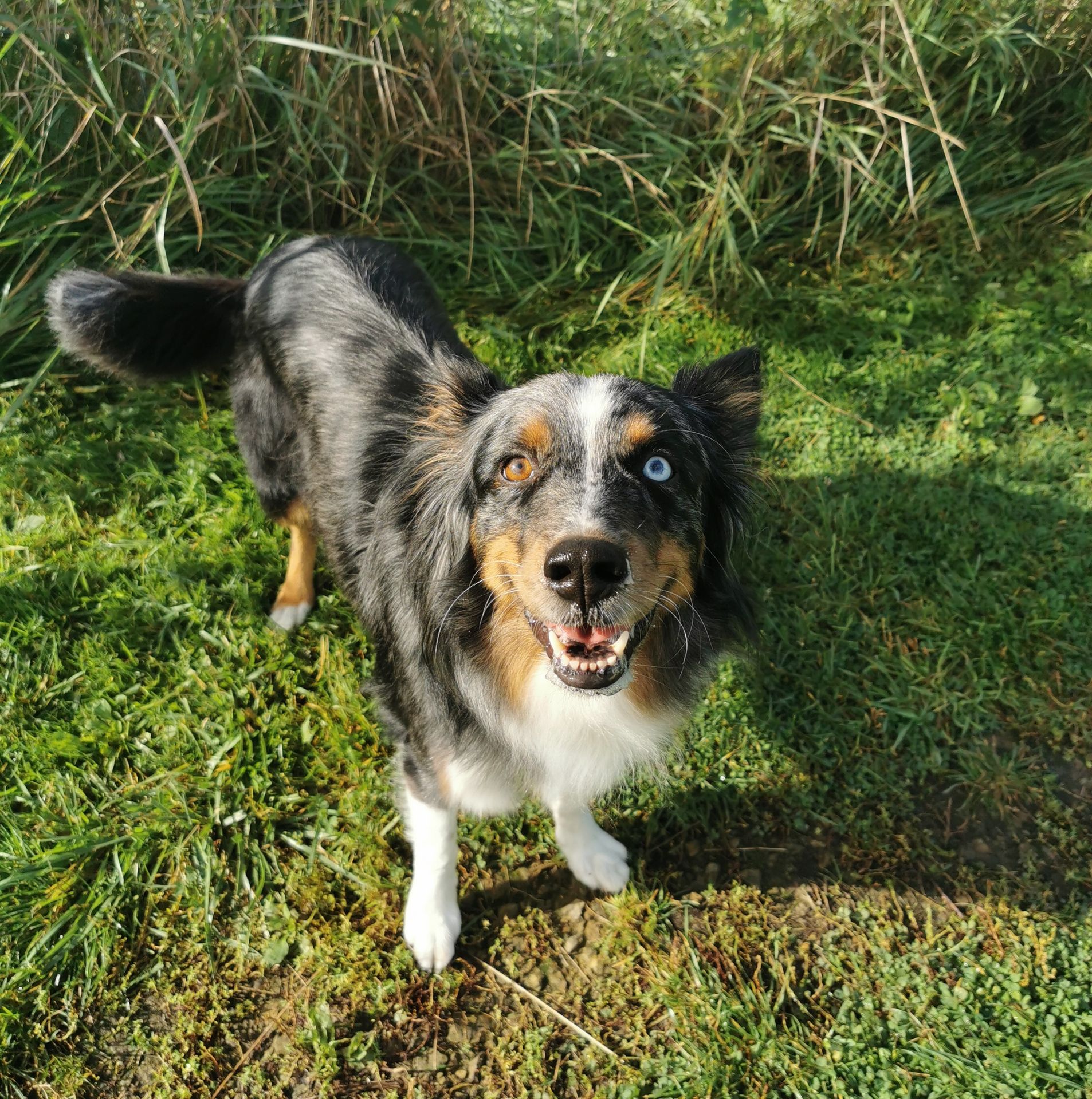 Australian Shepherd